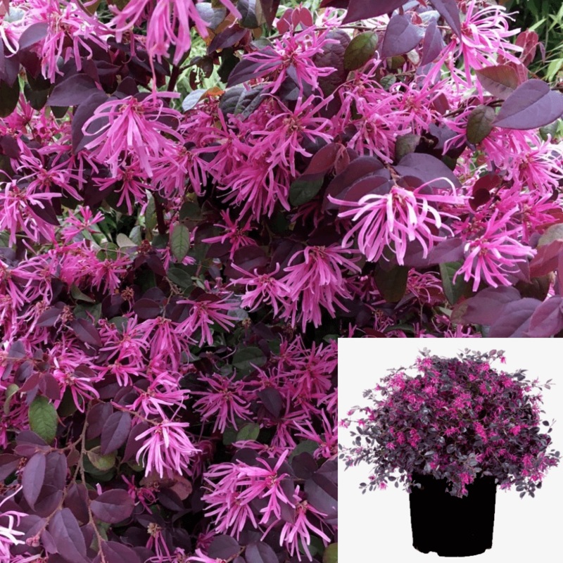 Loropetalum Rubrum Plant Chinese Fringe Flower 5 Gallon Live Plant Outdoor