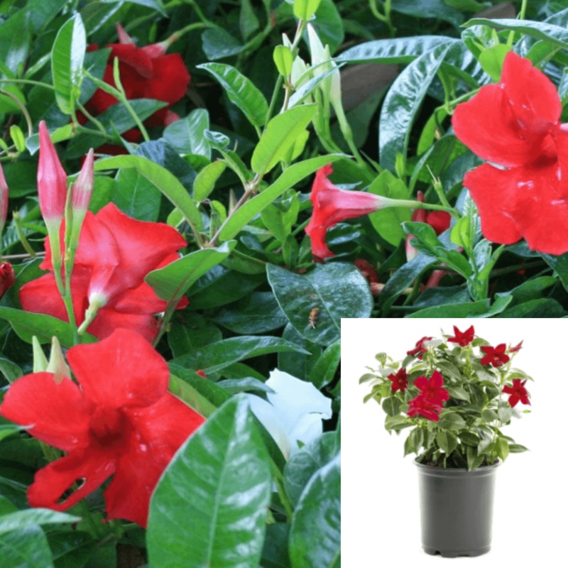 Mandevilla Original Crimson 2 Gallon Sun Parasol Flower Outdoor Live Plant Bell Ht7