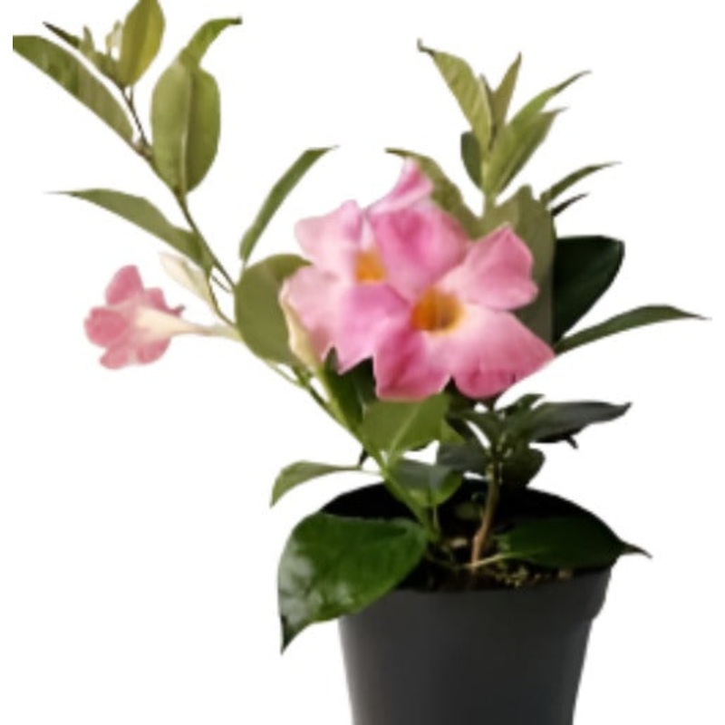 Mandevilla Pink Plant Mandevilla Vine Plant Rocktrumpet 1 Gallon House Live Plantbell Flower Ht7