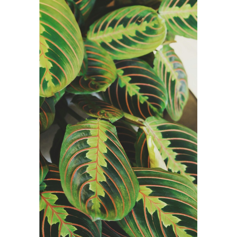 Maranta leuconeura – Prayer plant