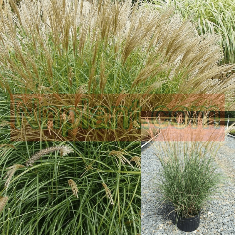 Miscanthus Sin Little Kitten Plant Eulalia Grass Maiden 1 Gallon Live Plant Outdoor Grass
