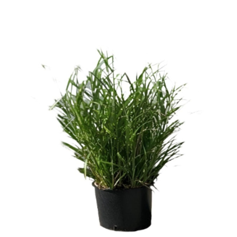 Miscanthus Sin Zebrinus 1 Gallon Plant Gold Bar Yellow Stripe Rare Grass Sinensis Live Plant Outdoor Grht7