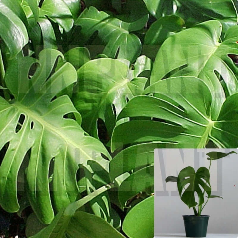 Monstera Deliciosa 16In-24In 1 Gallon Ht7 Pot Philodendron Monstera Split Leaf Banana Indoor Plant House Live Plant Ht7 Best