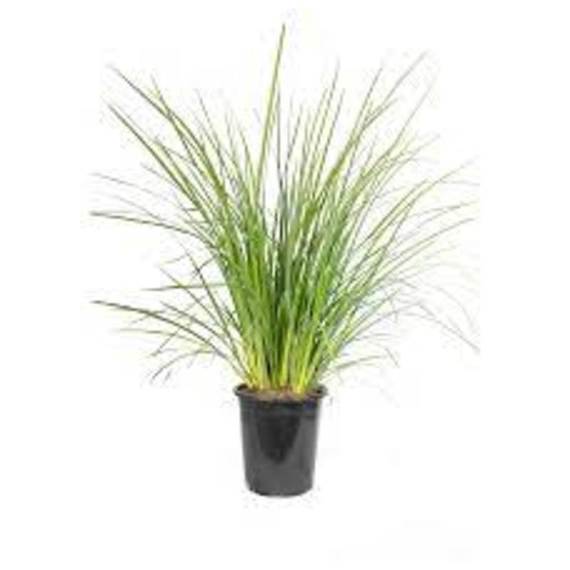 Moraea Bicolor 1 Gallon Plant Yellow Wild Iris Plant Fortnight Lily Yellow Ht7