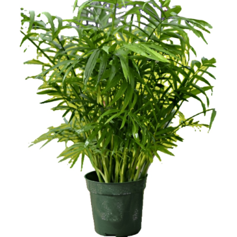 Neanthe Bella Palm 4Inches Cascade Palm Chamaedorea cataractarum Indoor Houses Air Purifying Shrub Live Plant Ht7 Best