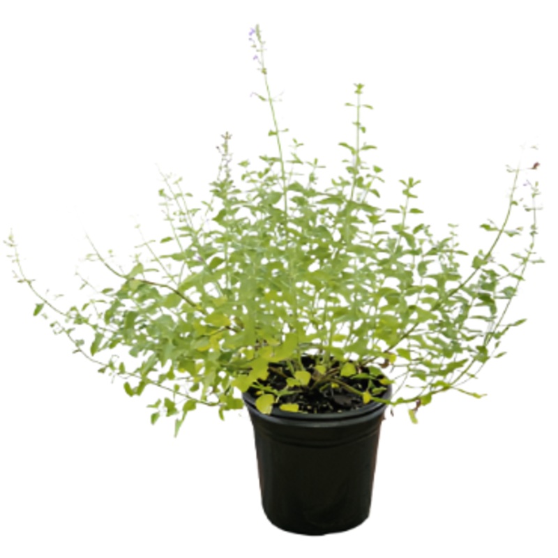 Nepeta Walker Low 1 Gallon Lavender Catmint Plant Faassenii Walker