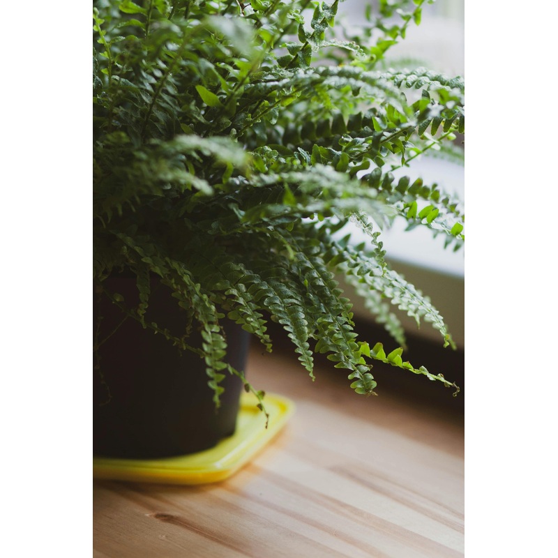 Nephrolepis exaltata – Boston Fern