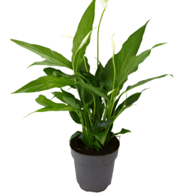 Peace Lily Spathiphyllum 4Inches Pot House Plant Spathiphyllum Wallisii Peace white flower air purifying Live Ht7 Best
