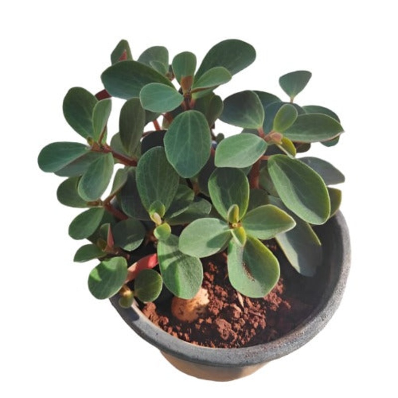 Peperomia Japonica Plant 4Inches Peperomia Low Maintenance Peperomia Plant House live plant Ht7