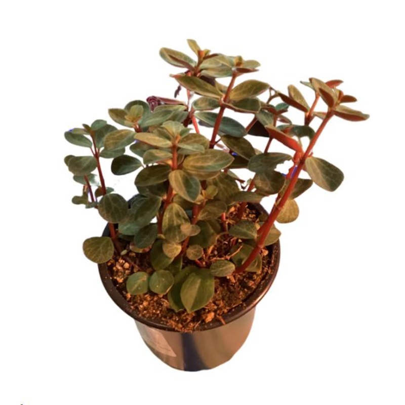 Peperomia Japonica Plant 6Inches Peperomia Low Maintenance Peperomia Plant House live plant Ht7 Best