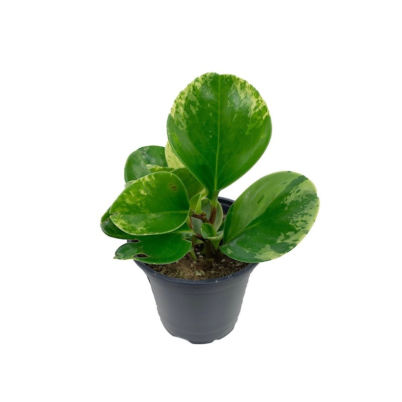 Peperomia Marble Plant 4Inches American Rubber Plant Baby Rubber Plant House live plant Ht7 Best