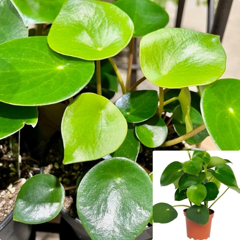 Peperomia Raindrop 12-16Inches 1 Gallon Ht7 Coin Leaf Peperomia Cute Plant Easy To Take Care Plant Houselive Plant Ht7 Best