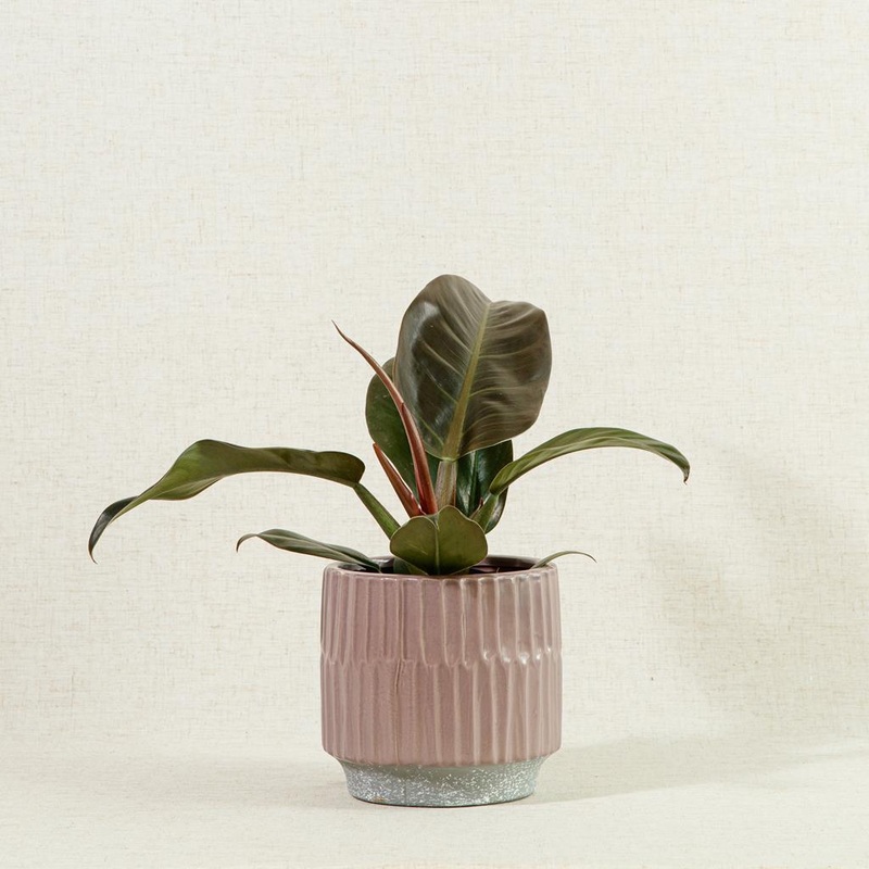 Philodendron | Imperial Red | 25cm