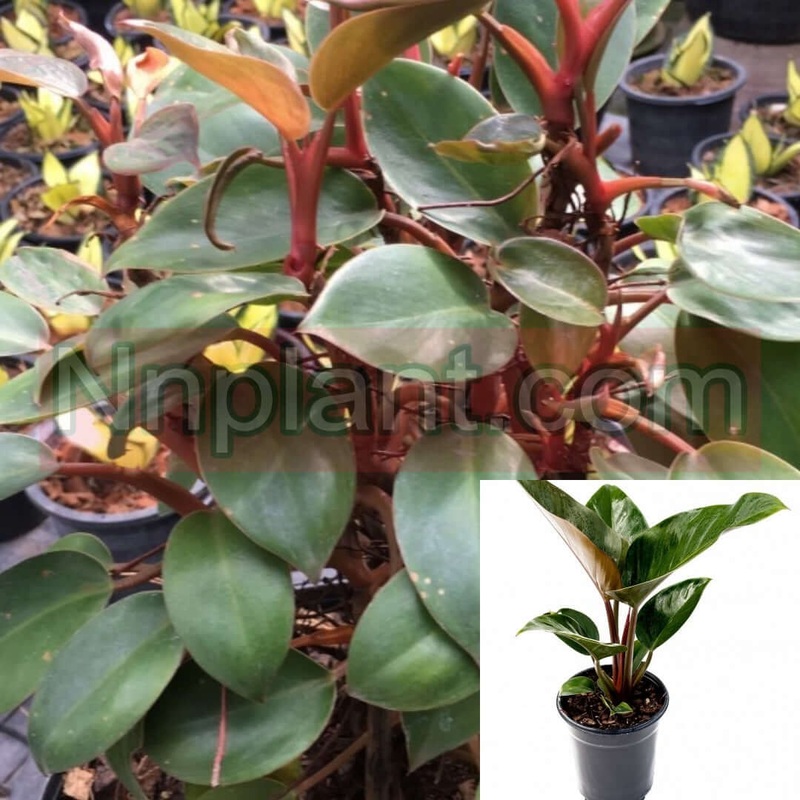 Philodendron Red Congo Petite Plant Climbing Red Congo Rojo Philodendron 1 Gallon Ht7 Pot Indoor Live Plant Ht7