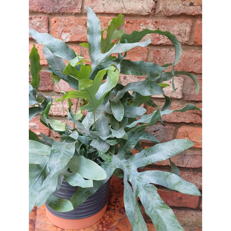 Phlebodium aureum – Blue Star Fern