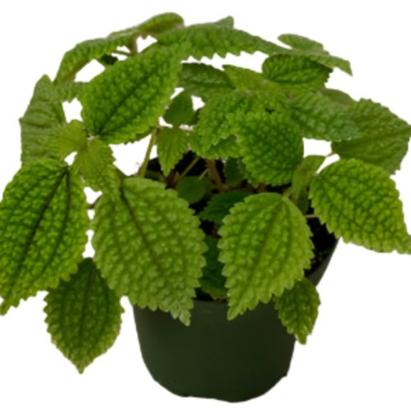 Pilea Moon Valley Plant Mollis Live Plant 6  Pot Indoor Healthy Purple Line Winkle Ht7