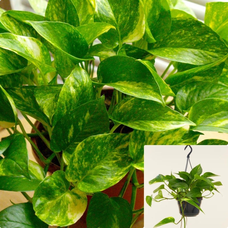 Pothos Golden Plant Pothos Golden Devil Ivy Epipremnum Vine Plant Hanging House Live Plant Ht7 Best 1 Gallon Ht7