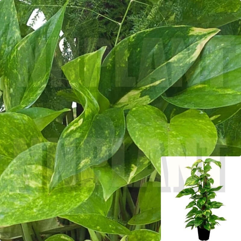 Pothos Pole Plant 7 Gallon Ht7 Pot Epipremnum Aureum Plant Moss Pole Pothos Plant Indoor Ht7