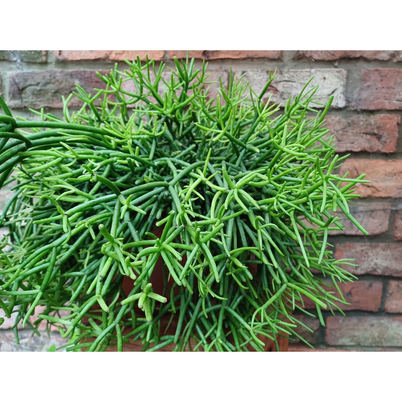 Rhipsalis tropical cactus in 20cm pot