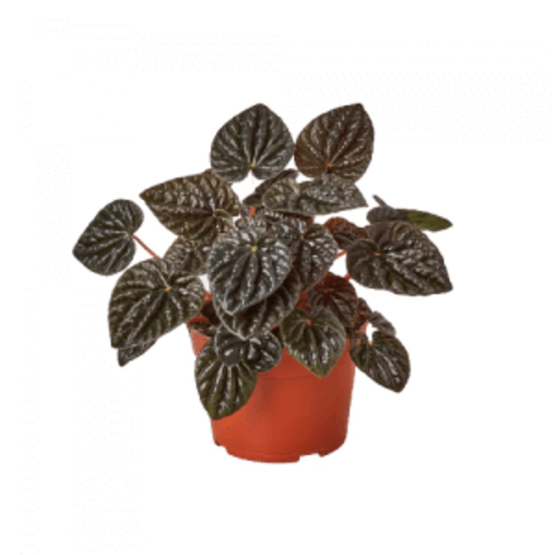 Ripple Peperomia Burgundy Black 6Inches Pot Plant Peperomia Caperata Black Premium Live Plant Ht7 Best