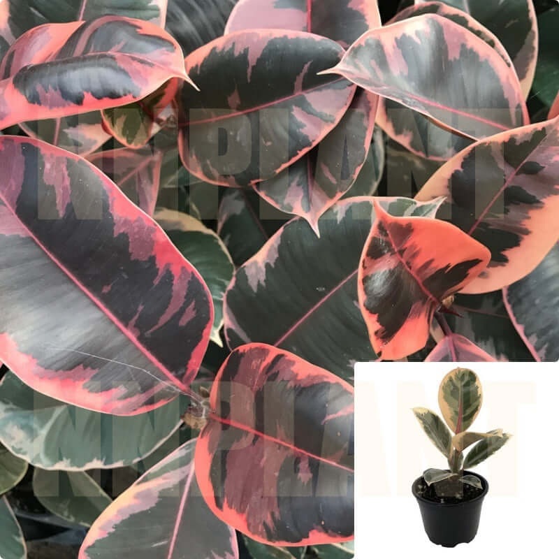 Rubber Plant Ruby 4Inches Pot Ficus Elastica Ruby Plant Premium Indoor Live Plant Pr7ht7