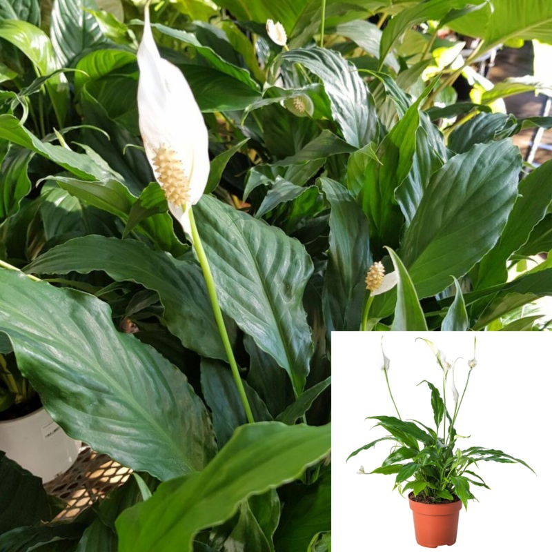 Spath Peace Lily 6Inches Pot Spathiphyllum Chopin Peace Lily Plant House Live plant Pr7