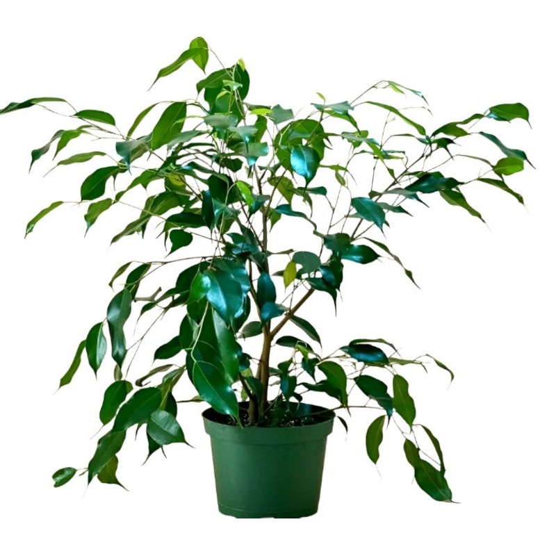 Spearmint Figs Tree 16-26Inches 1 Gallon Ht7 Inches Pot Indoor Houses Air Purifying Shrub Live Plant Ht7