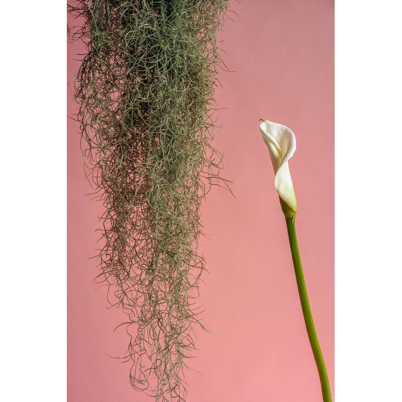 Tillandsia usneoides – Spanish moss