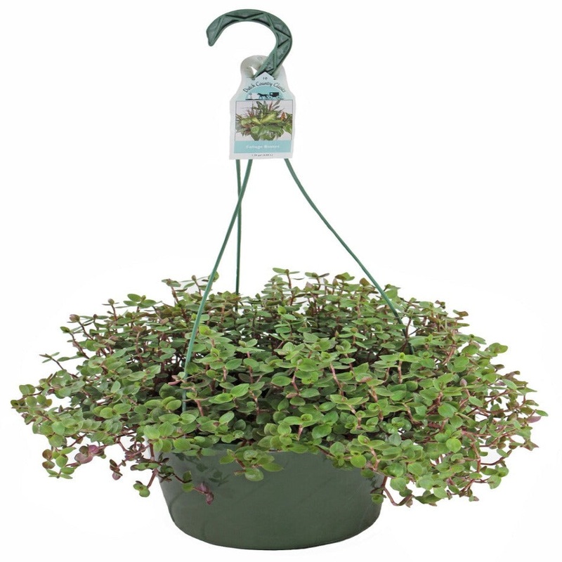 Tradescantia Bolivian Plant Creeping Basketplant Bolivian Jew Tradescantia Minima Callisia Repens Ground covering 12pACks of 2 inches pot Ht7