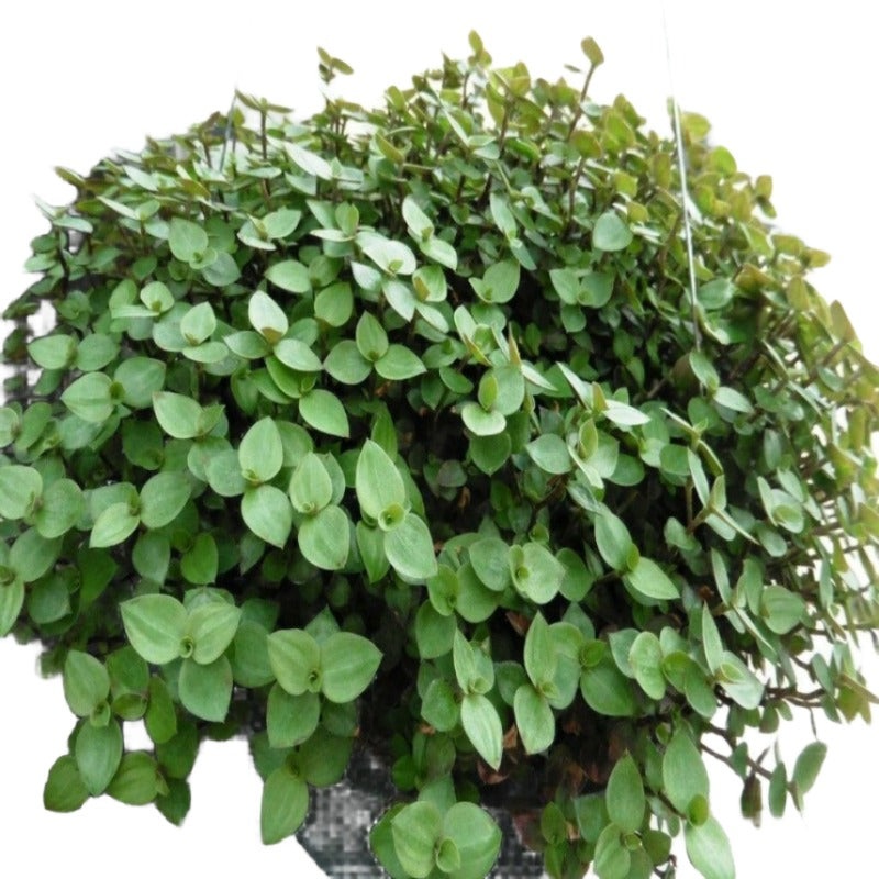 Tradescantia Bolivian plant Jew 6Inches Pot Indoor Houses Air Purifying Vine Vine Live Tradescantia Minima Callisia Repens ht7 best