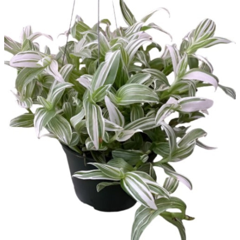 Tradescantia Giant White 6Inches Plant Hanging Foliage Live Plant Ht7 Best