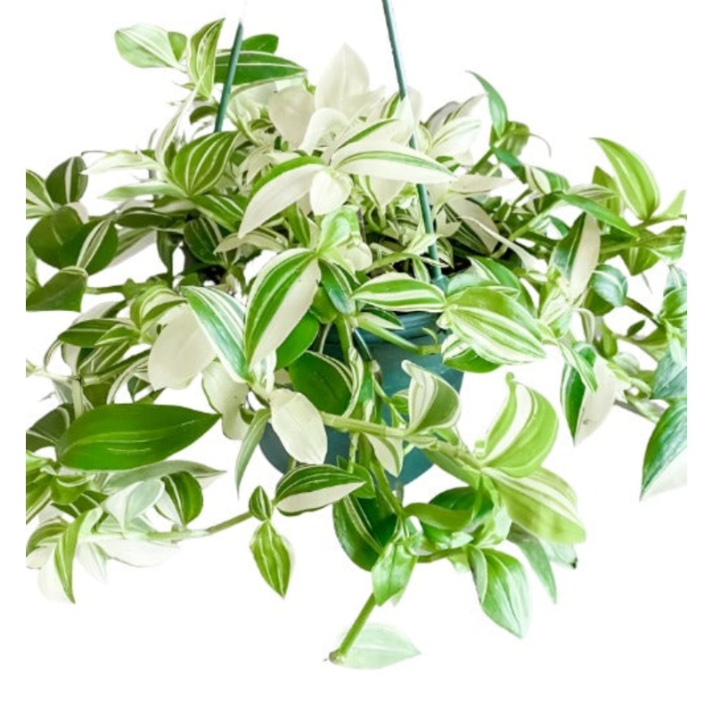 Tradescantia White variegated Plant 6Inches Flowering Inch Spiderwort Wandering Jew Plant Hanging Foliage Live Plant Ht7 Best