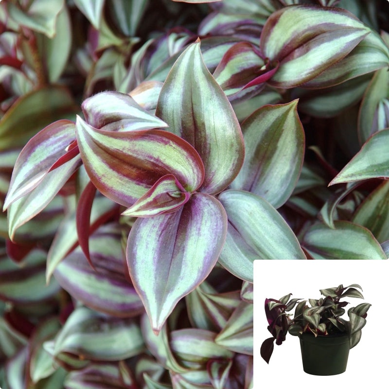 Tradescantia zebrina boose pendula Red Plant 6Inches Wandering Jew Plant House live plant Ht7 Best