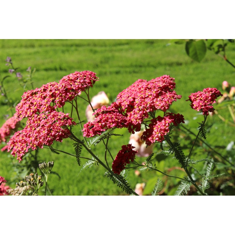Achillea millefolium ‘Lansdorferglut’
