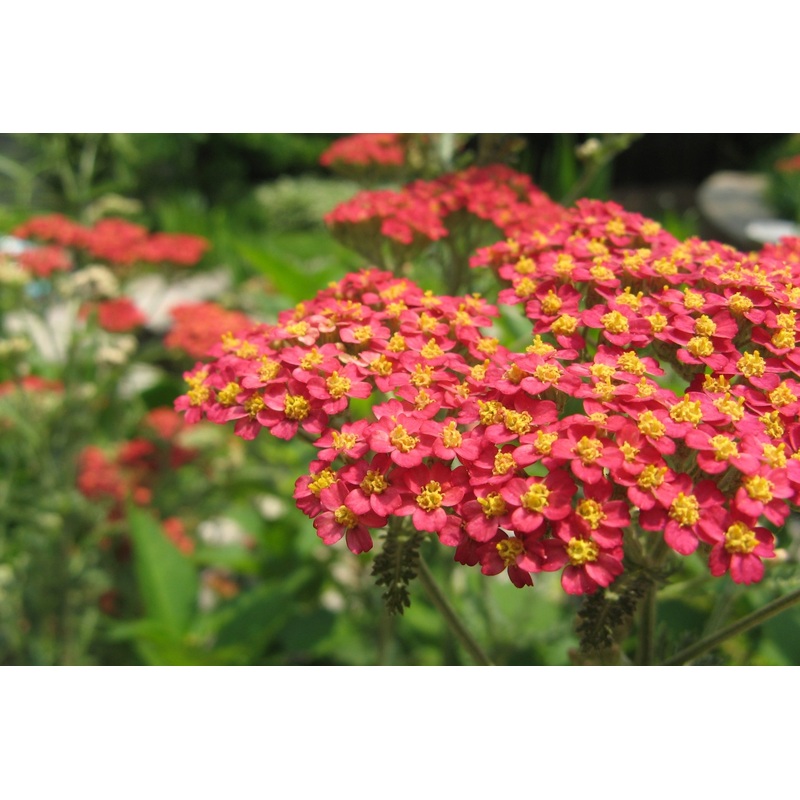Achillea millefolium ‘Red Beauty’