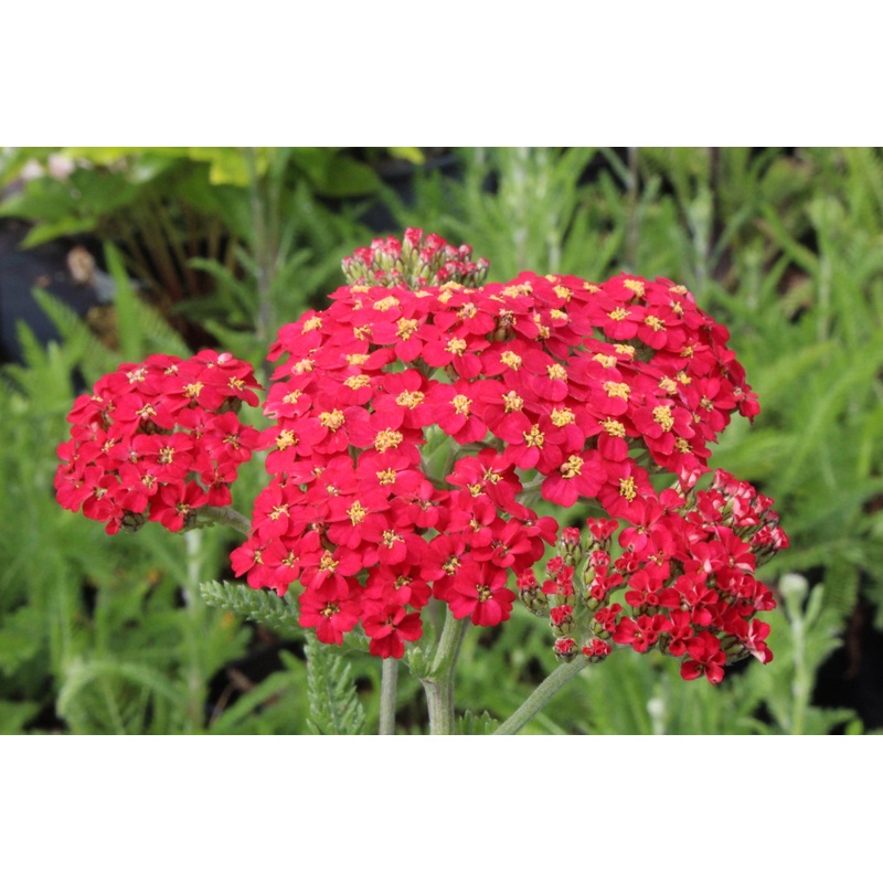 Achillea ‘Paprika’ (Galaxy Series)