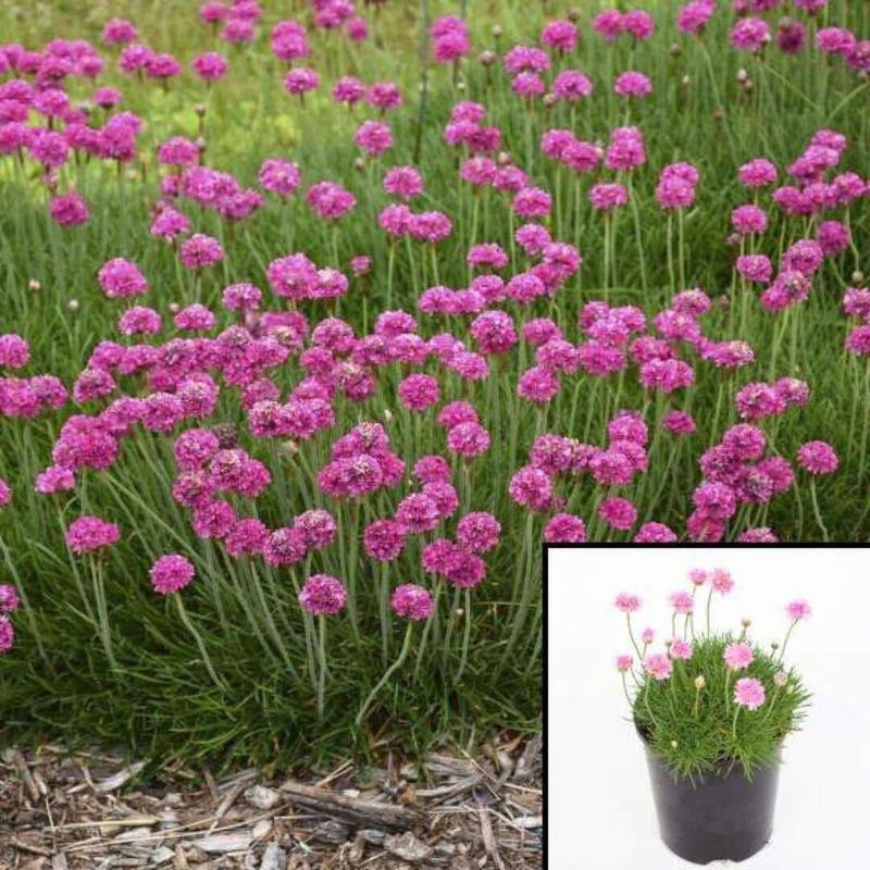 Armeria Maritima 1 Gallon Pot Pink Sea Thrift Plant Best Flower Ground Cover Live Plant Mght7