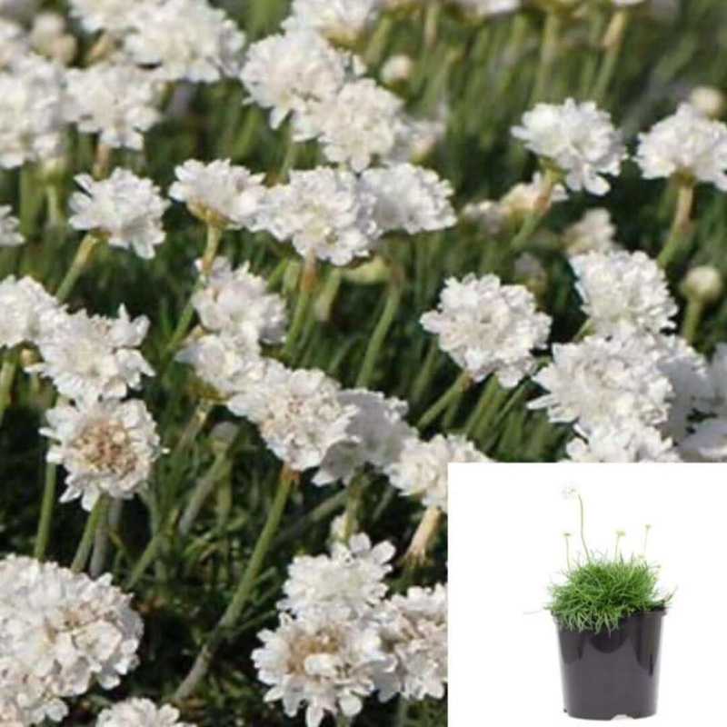 Armeria Maritima Alba Plant 4Inches Pot Plantain Thrift Thirft Sea White Buds Live Plant Outdoor Ht7