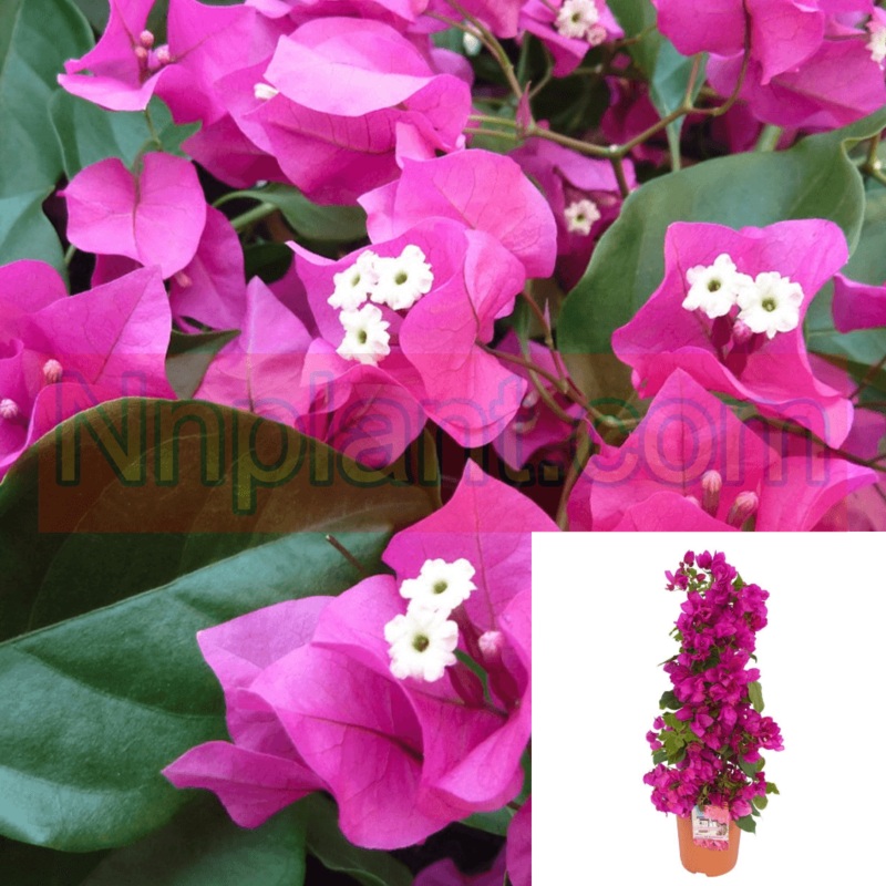 Bougainvillea Barbara Karst 5 Gallon Pink Bougain Shrub Pot Live Plant