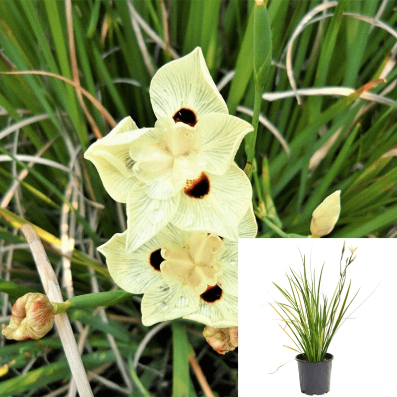 Dietes Vegeta 5 Gallon Dietes Iridioides Yellow Fortnight Lily African Live Plant Ht7
