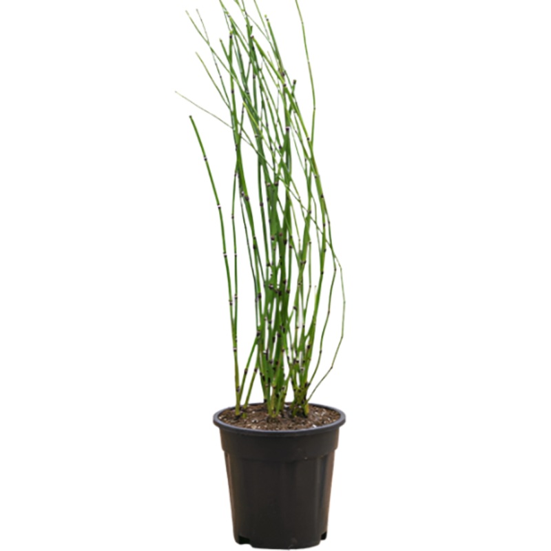 Equisetum Hyemale 1 Gallon Ht7 Horse Tail Horsetail Green Mordern Bamboo Hedge Live Plant Ht7 Best