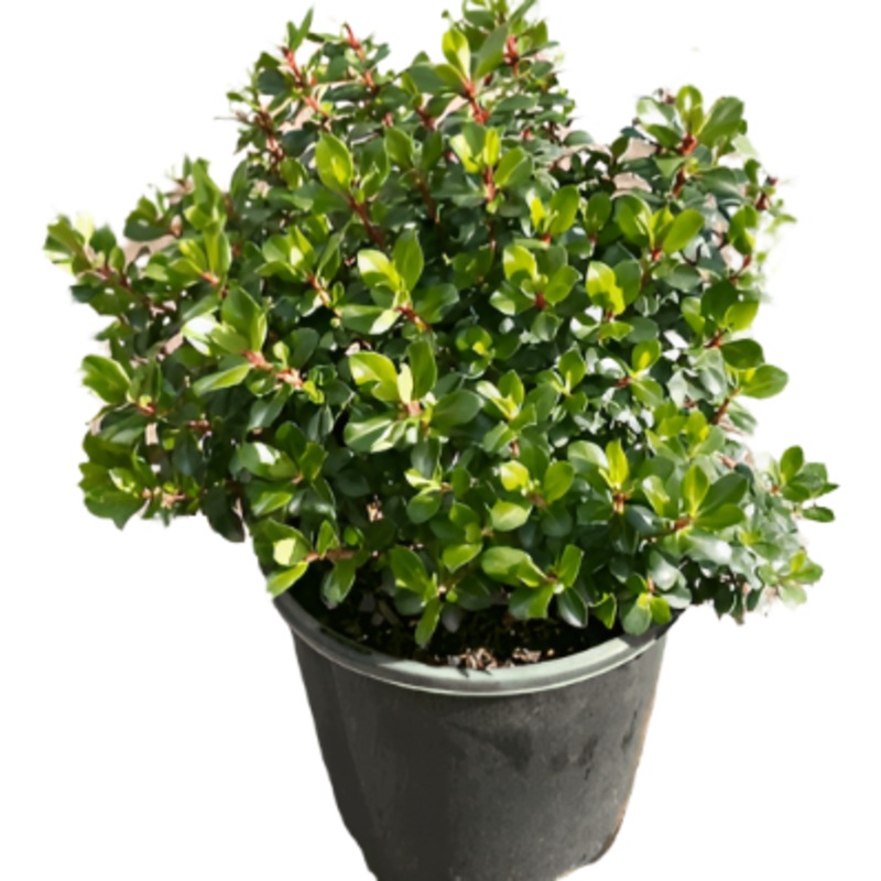 Escallonia Compacta 5 Gallon Pot Dwarf Red Flower Live Plant