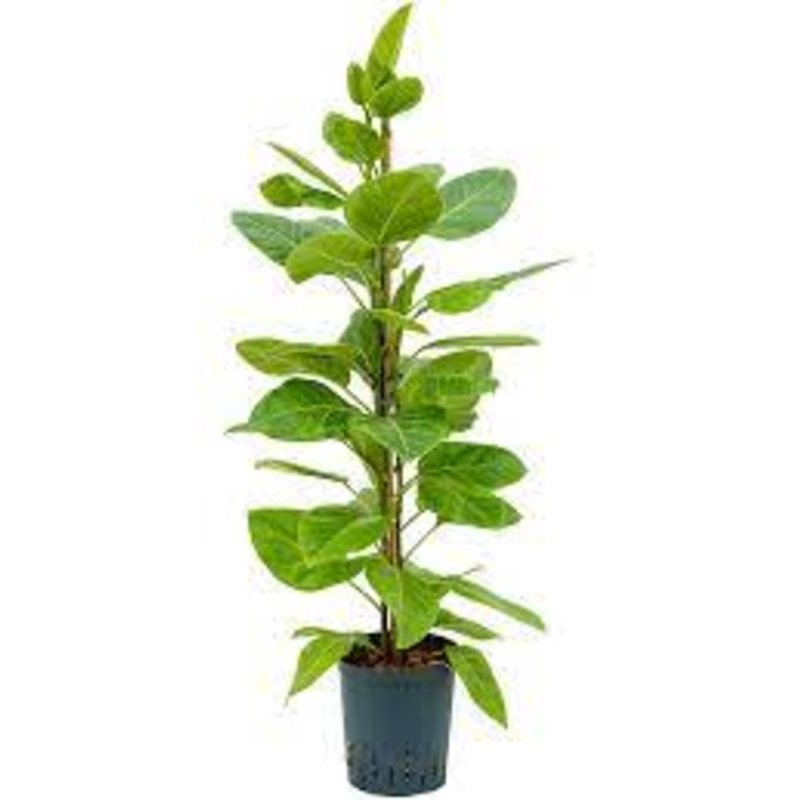 Ficus Altissima Yellow Gem Plant 12 inches Pot Ficus Elastica Golden Plant Foliage Live Plant Pn7