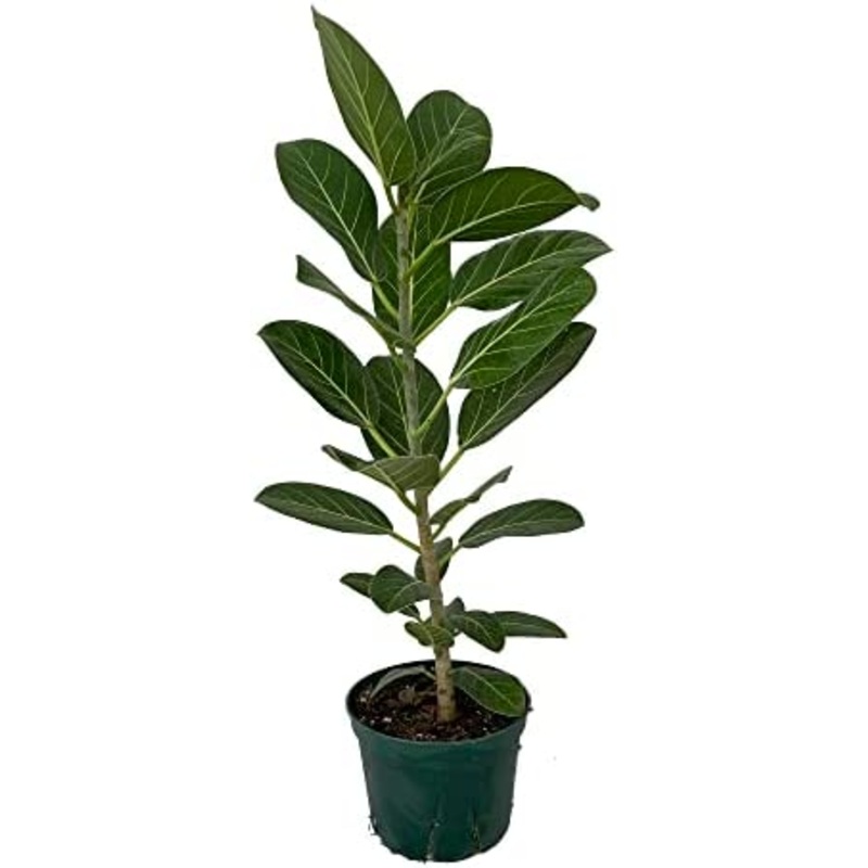 Ficus Audrey Plant 8Inches Pot Ficus Benghalensis Plant Premium Foliage Live Plant Ht7