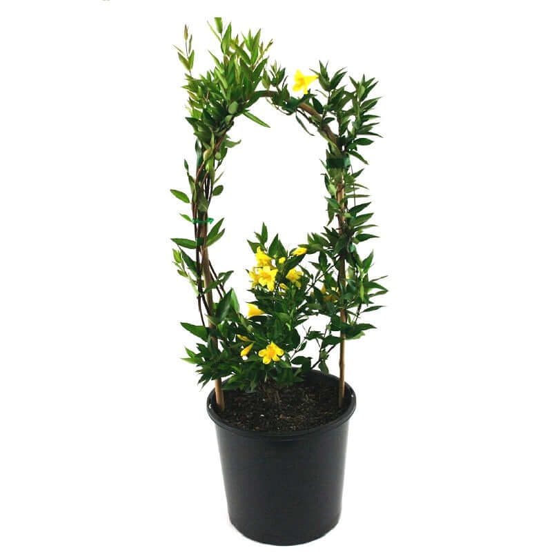 Gelsemium Sempervirens Drift Staked Plant Carolina Yellow Jasmine 5 Gallon Ht7