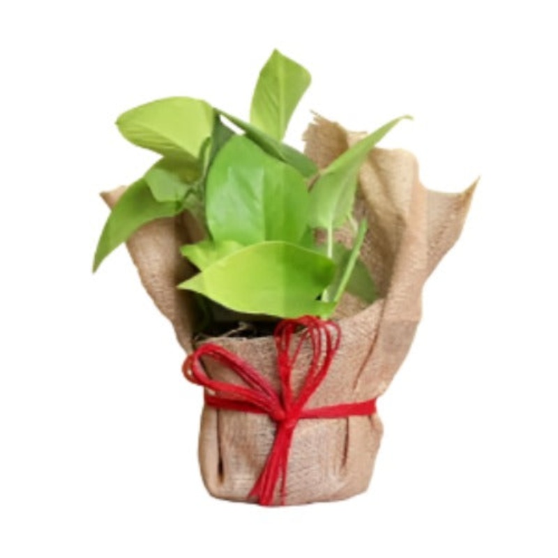Gift Wrap ht7