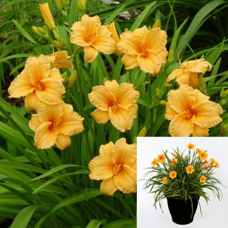 Hemerocallis Bertie Ferris 1 Gallon Plant Daylily Perennials Outdoor Live
