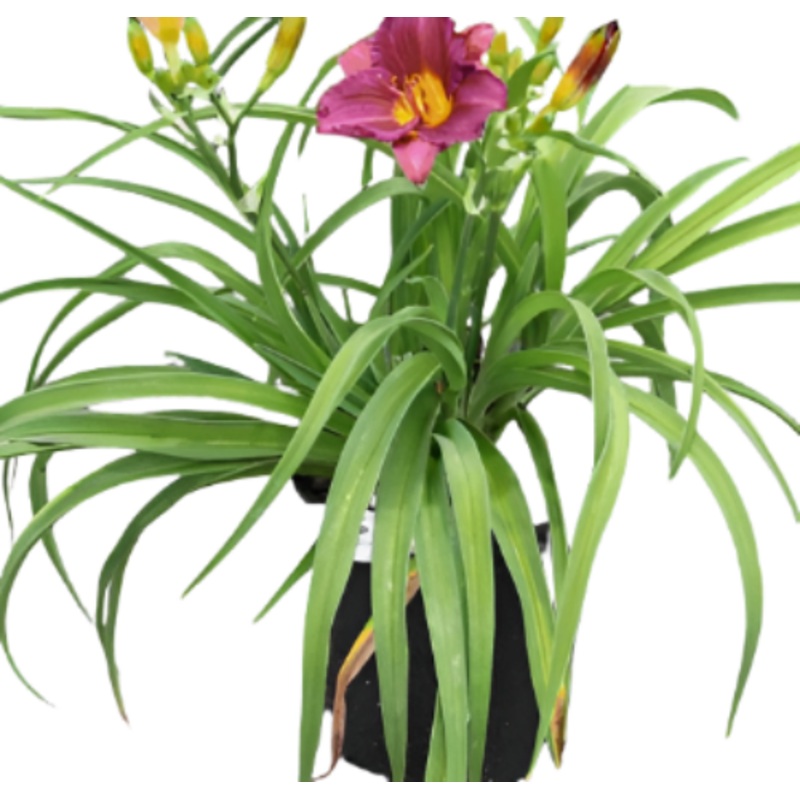 Hemerocallis Little Grapette 1 Gallon Daylily Plant Perennials Outdoor Live Plant Mght7 Best