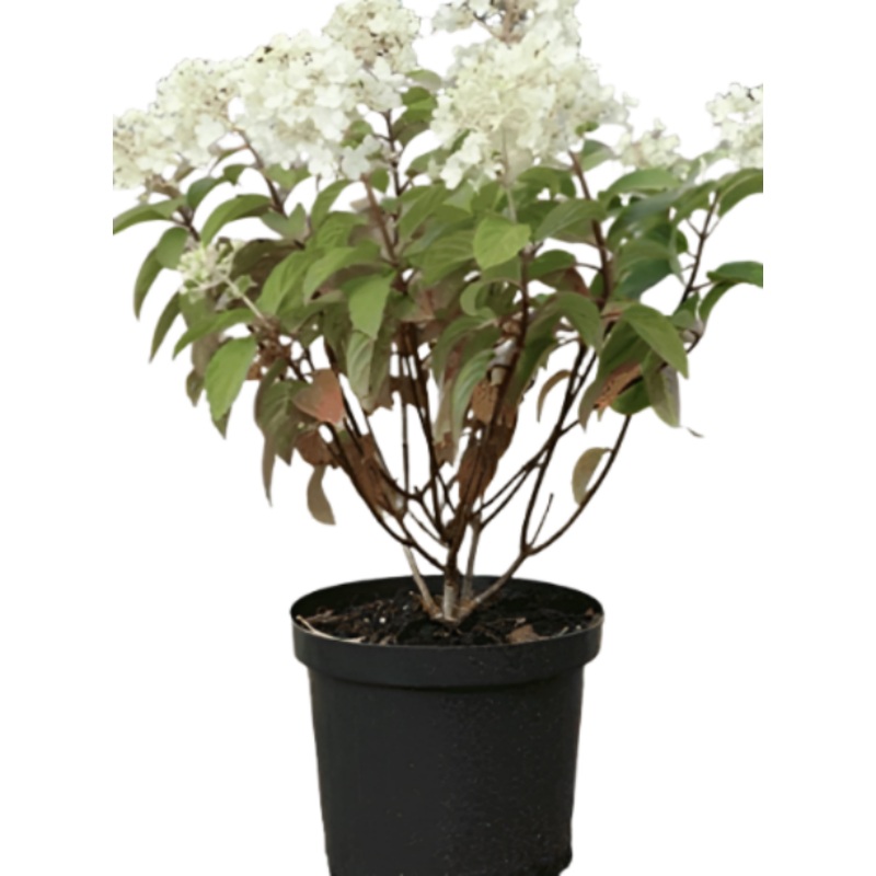 Hydrangea Bobo 5 Gallon Plant White Panicle Live Plant Outdoor Shrub