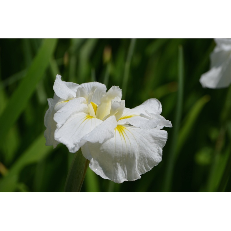 Iris ensata ‘Gold Bound’|Approx. 0.5 litre pot